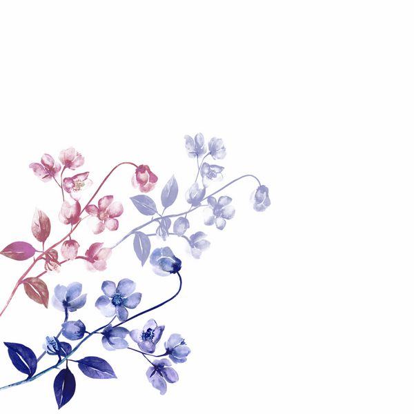 گل های آبرنگ رزماری در زمینه رنگی