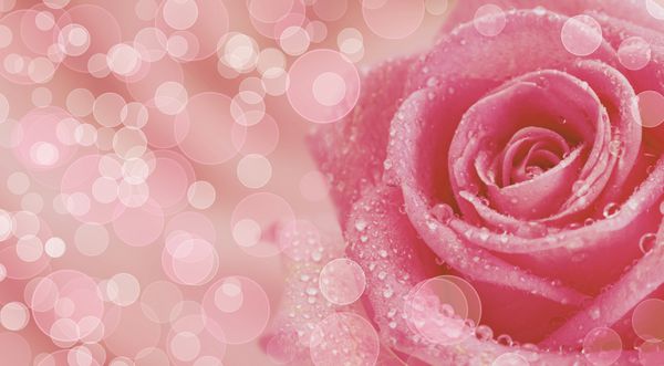 گل رز زیبا در زمینه بوکه زیبا با فیلتر رنگی