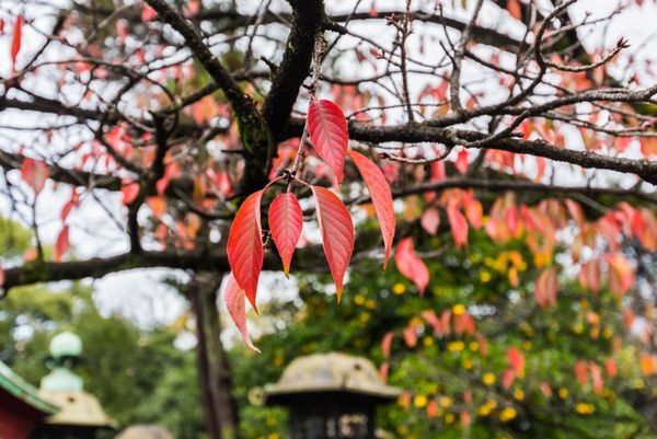 مومیجیگری مومیجی برگ های قرمز ژاپن