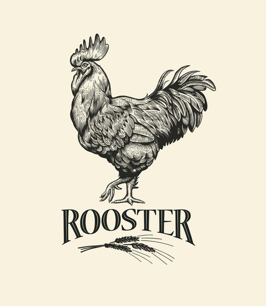 خروس تصویرسازی به سبک حکاکی قدیمی برچسب گرانج برچسب برای مزارع و تولید که فهرستی را نشان می دهد برچسب گرانج برای محصول مرغ نقاشی مزرعه ارل بردار
