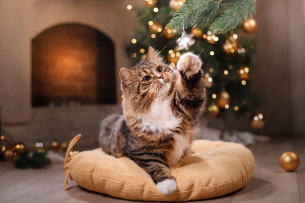 گربه تابی و شاد فصل کریسمس 2017 سال نو تعطیلات و جشن او با یک اسباب بازی کریسمس بازی می کند