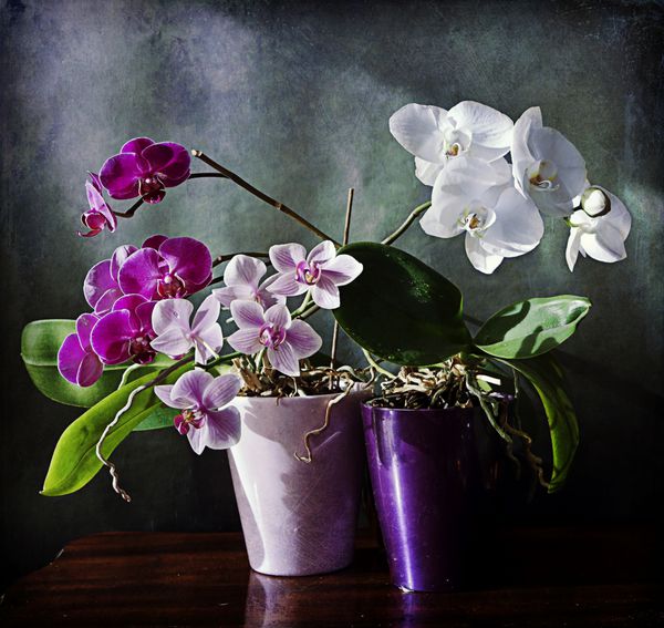 داخلی گلدان های گیاه ارکیده روی میز چوبی با شکوفه های زیبای بنفش و سفید