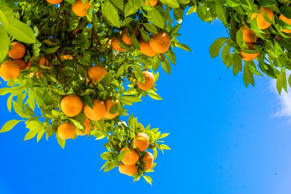 درخت نارنگی پرتقال روی درخت مرکبات کلمانتین ها روی درخت در برابر آسمان آبی می رسند