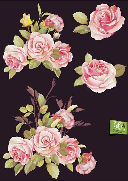 از گل ها و برگ های آبرنگ می توان به عنوان کارت تبریک استفاده کرد دسته گل رز کشیده شده با دست عناصر وکتور واقع گرایانه زیبا بدون شفافیت و سایه