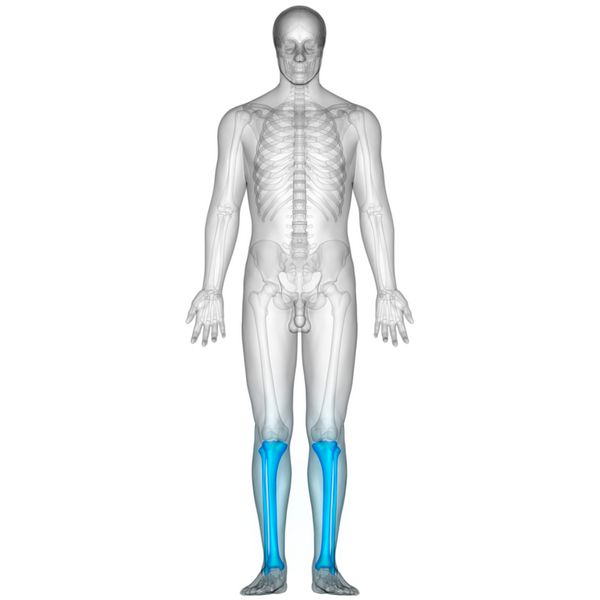 دردهای مفصلی استخوان بدن انسان مفاصل درشت نی و نازک نی 3 بعدی