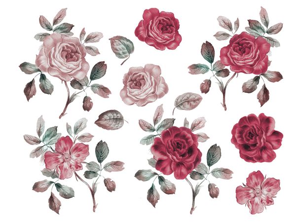 مجموعه گل رز وینتیج تصویر آبرنگ عناصر طراحی برای کارت دعوت نامه و پارچه جدا شده روی سفید