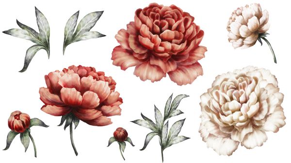 مجموعه عناصر آبرنگ پرنعمت از گل صد تومانی قرمز و سفید مجموعه گل باغ برگ تصویر جدا شده در پس زمینه سفید جوانه و برگ گل صد تومانی