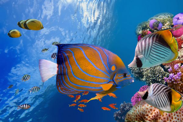 دنیای شگفت انگیز و زیبای زیر آب با مرجان ها و ماهی های گرمسیری دریای سرخ