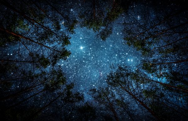 آسمان زیبای شب کهکشان راه شیری و درختان عناصر این تصویر ارائه شده توسط ناسا