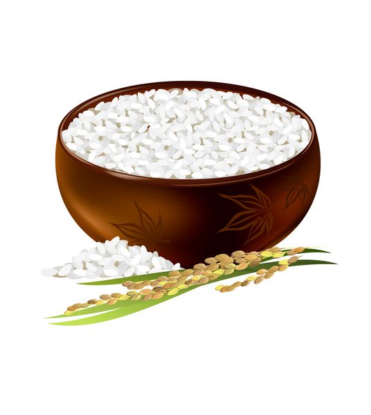 کاسه برنج وکتور دستی از برنج دانه کوتاه با خوشه در پس زمینه سفید
