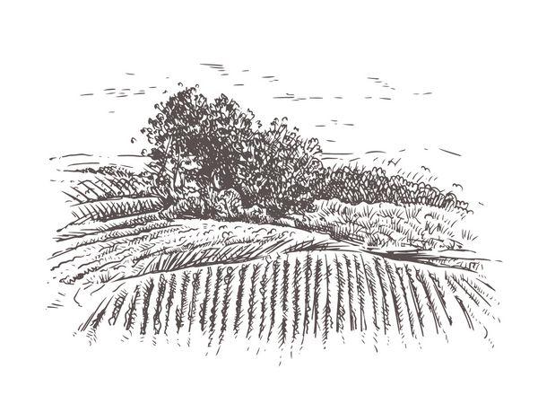 نقاشی تپه های تاکستان