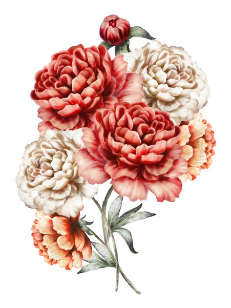 گل صد تومانی قرمز گل های آبرنگ تصویر گل در رنگ های پاستلی دسته گل جدا شده در پس زمینه سفید برگ و جوانه ها ترکیب رمانتیک برای عروسی یا کارت تبریک