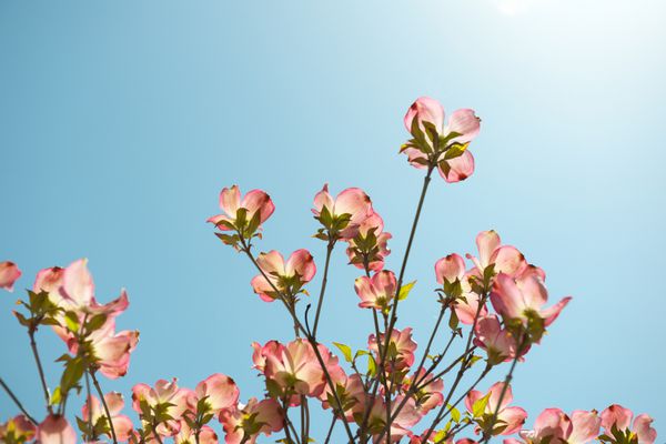 شاخه‌های گل‌دار چوب سگ کورنوس فلوریدا در برابر آسمان آبی شکوفا شده است