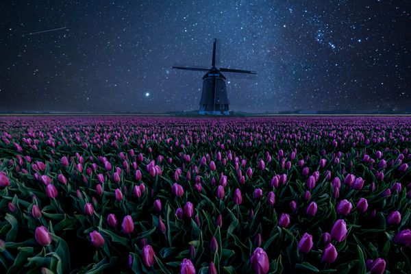مزرعه شبانه لاله ها و آسیاب بادی منظره ای با ستاره ها و گل ها نمای سنتی هلند