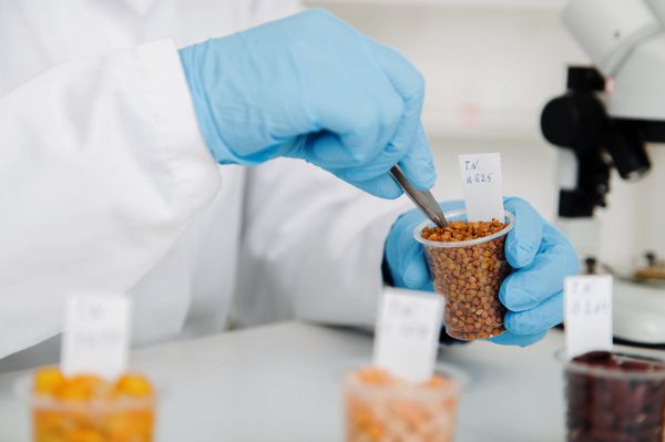 دستیار آزمایشگاه در آزمایشگاه کیفیت مواد غذایی روش کشت سلولی برای آزمایش بذر اصلاح شده ژنتیکی