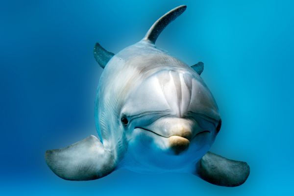 پرتره دلفین از جزئیات چشم در حالی که از اقیانوس به شما نگاه می کند