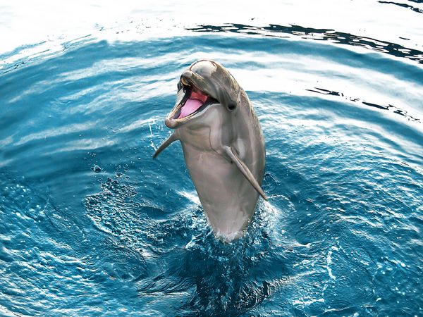 دلفین