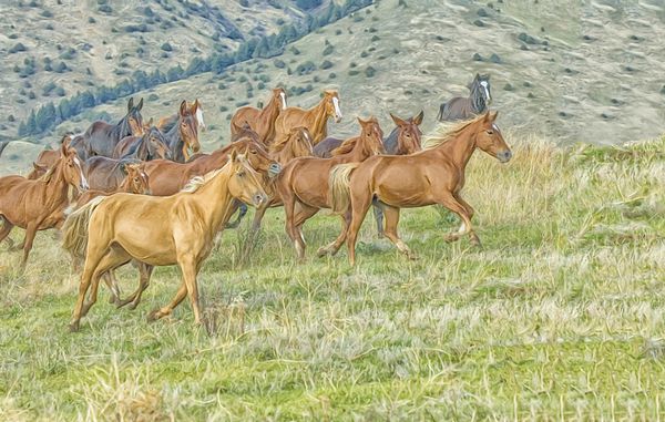 اسب‌ها در مونتانا پو آرت در حال کوبیدن اسب‌ها هستند