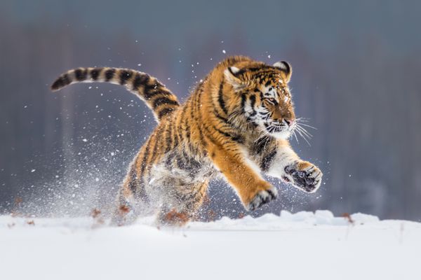 ببر سیبری در برف دویدن پو زیبا پویا و قدرتمند این حیوان باشکوه در محیطی معمولی برای این حیوان شگفت انگیز توس و علفزار