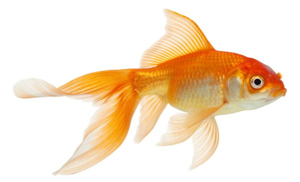 ماهی طلایی انزوا روی سفید