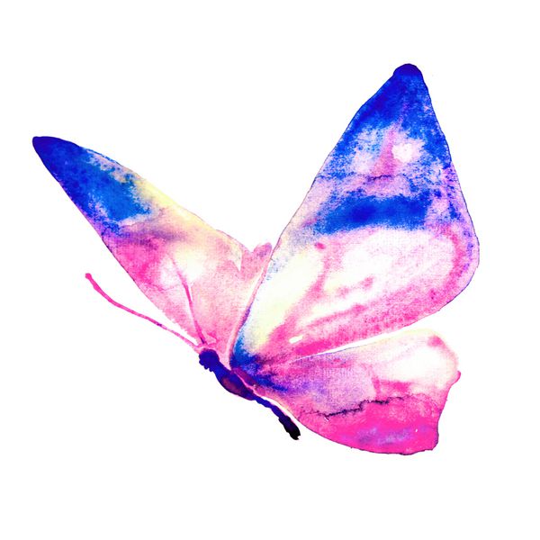 پروانه آبرنگ جدا شده بر روی یک سفید