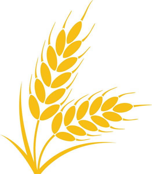 وکتور دسته خوشه گندم یا چاودار با دانه کامل و برگ نماد برداشت محصول زرد رنگ یا نماد جدا شده در پس زمینه سفید