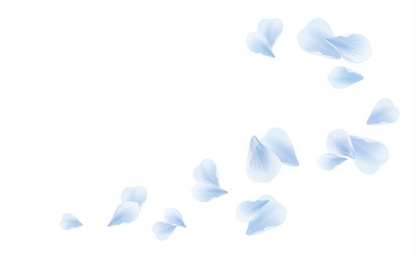 گلبرگ گل رز گلبرگ های پرنده ساکورا آبی سفید جدا شده در پس زمینه سفید وکتور cmyk