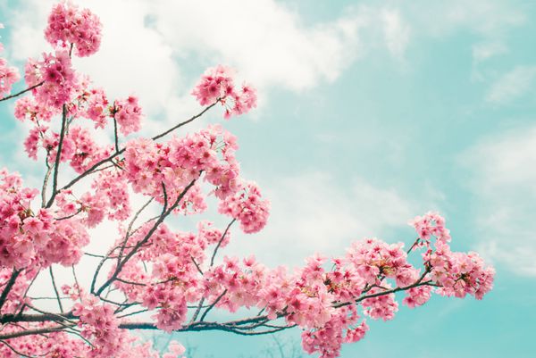 ساکورای زیبای شکوفه گیلاس در فصل بهار بر فراز آسمان آبی