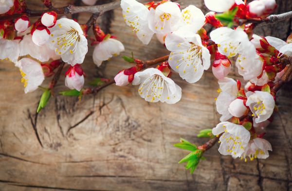 شکوفه های بهاری روی پس زمینه چوبی گلهای زیبای درخت زردآلو شکوفه عید پاک روی میز چوبی
