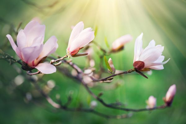پس زمینه شکوفه ماگنولیا بهاری منظره زیبای طبیعت با درخت شکوفه و شعله خورشید روز آفتابی گل های بهاری مگنولیا صورتی زیبایی باغ زیبا پس زمینه تار انتزاعی فصل بهار