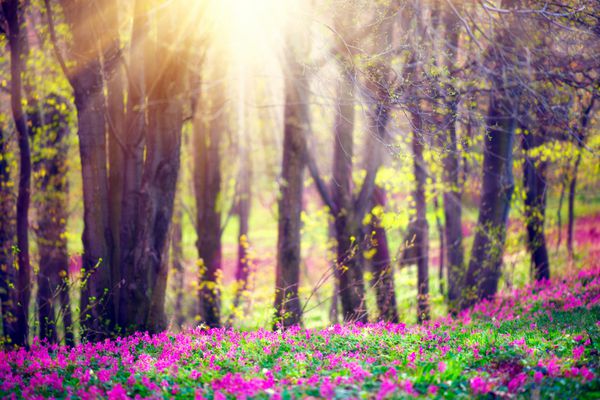 طبیعت بهاری منظره زیبا پارک زیبایی با چمن سبز گل های وحشی شکوفه و درختان پس زمینه چمنزار آرام