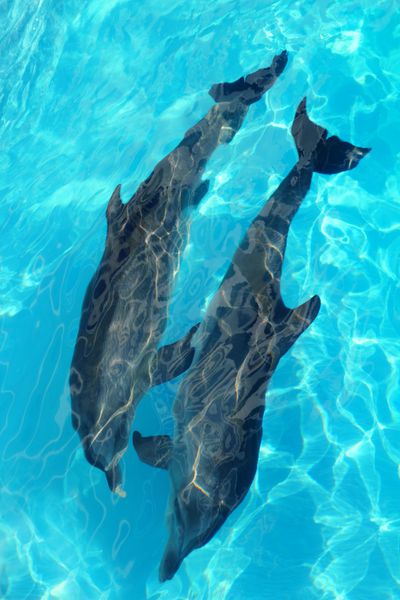 دو دلفین بالا با زاویه دید بالا در حال شنا در آب فیروزه ای