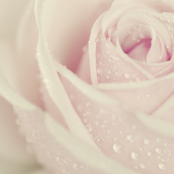نمای نزدیک از گل رز صورتی زیبا با قطرات آب