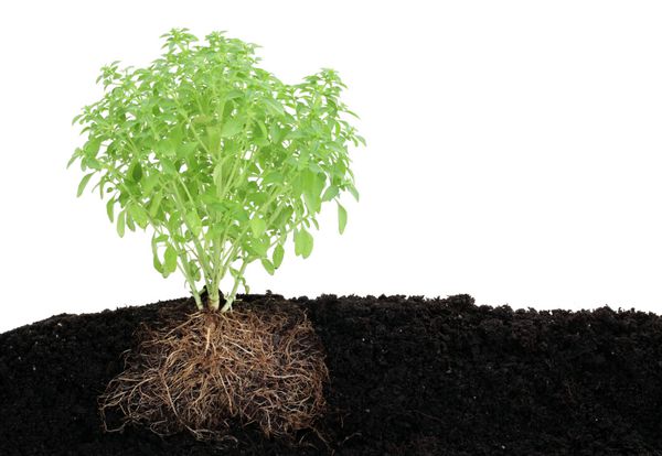 نمای یک گیاه کوچک ریحان در خاک با ریشه جدا شده روی سفید