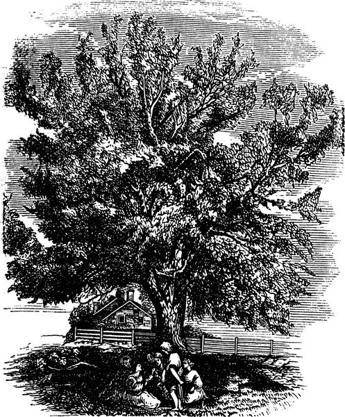 گردوی سیاه شرقی یا juglans nigra تصویر حکاکی شده قدیمی دایره المعارف trousset 1886 - 1891
