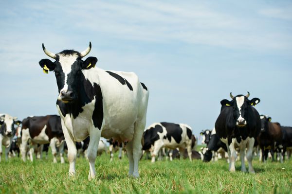 گاو شیری سفید با لکه های سیاه در حال چرا در مرتع چمن سبز بر فراز آسمان آبی
