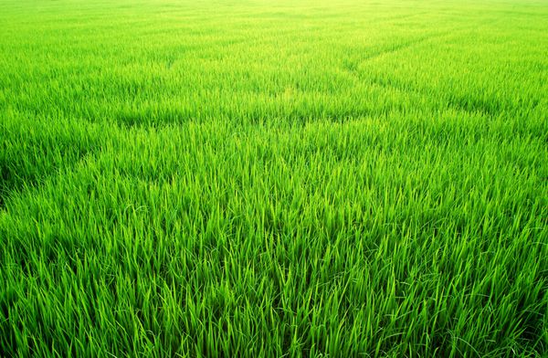 مزرعه برنج چمن سبز