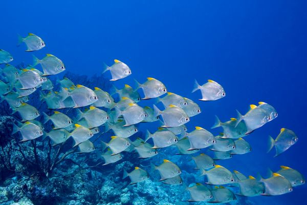 دسته ای از ماهی های دارت که بر فراز صخره شنا می کنند