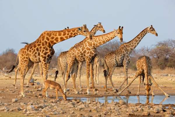گله زرافه Giraffa camelopardalis در یک چاله آبی پارک ملی اتوشا نامیبیا