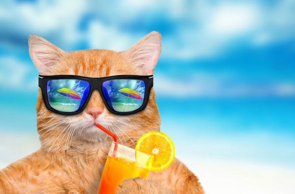 گربه با عینک آفتابی در حال استراحت در پس زمینه دریا