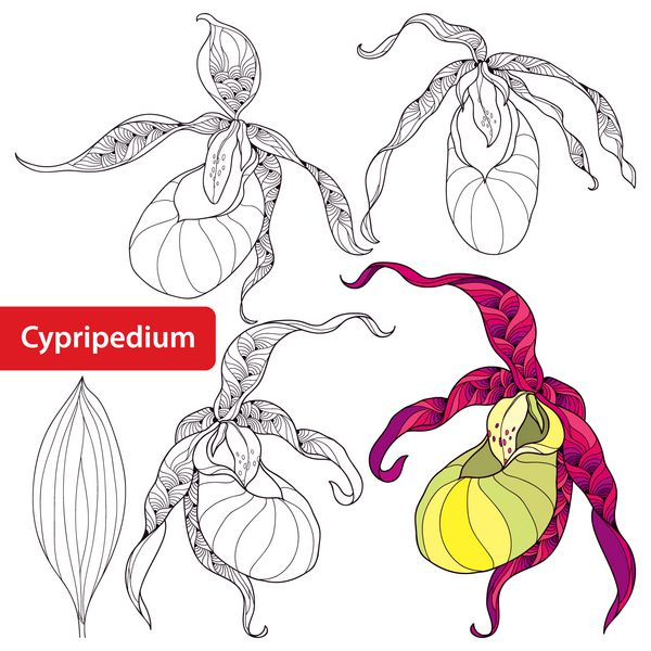 مجموعه ای از گل Cypripedium calceolus یا ارکیده دمپایی لیدی جدا شده در زمینه سفید عناصر گل به سبک کانتور