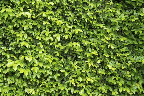 دیوار برگ سبز برای پس زمینه بافت طبیعت