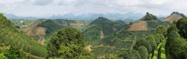 کوه‌های کارست و مزرعه درختان کومکوات در نزدیکی یانگ‌شو