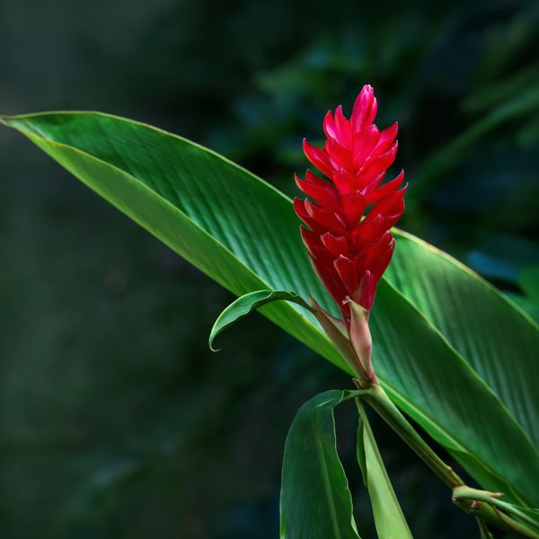 ترکیب مربعی گیاه گل استوایی قرمز زنجبیل