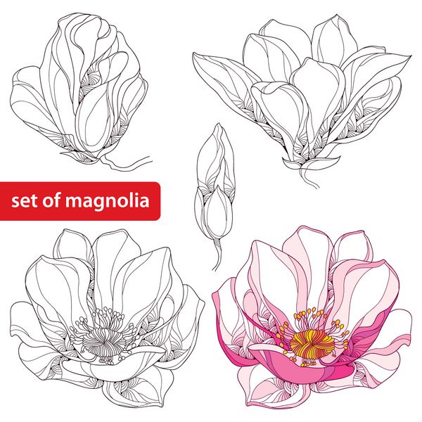 ست با گل‌ها و جوانه‌های ماگنولیا پرآذین که روی پس‌زمینه سفید جدا شده‌اند عناصر گل به سبک کانتور