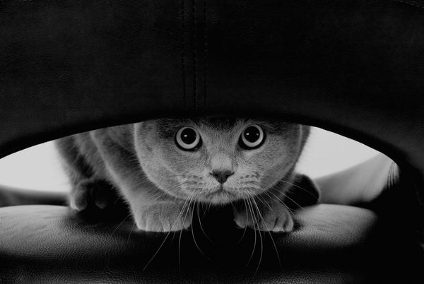 گربه اسکاتلندی بامزه با چشمان گرد بزرگ که از سوراخی نگاه می کند به سبک سیاه و سفید سبک رترو