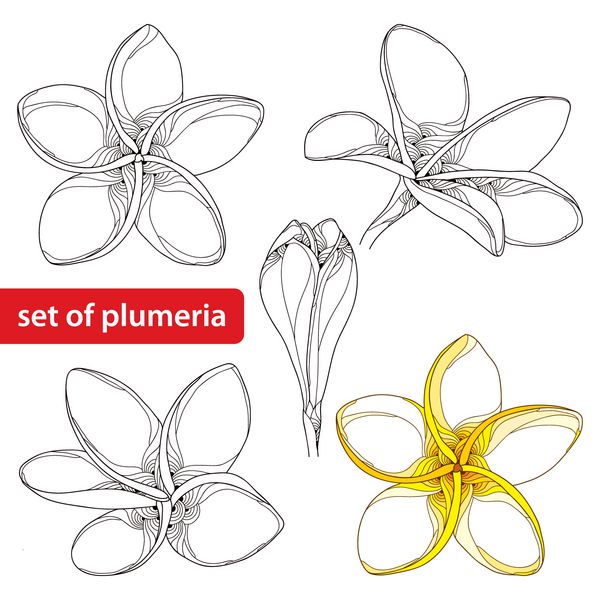 مجموعه وکتور با گل و غنچه پلومریا یا فرانگی‌پانی مزین به مشکی و رنگی جدا شده در زمینه سفید گل ملی لائوس و بالی عناصر گل به سبک کانتور برای طراحی تابستانی