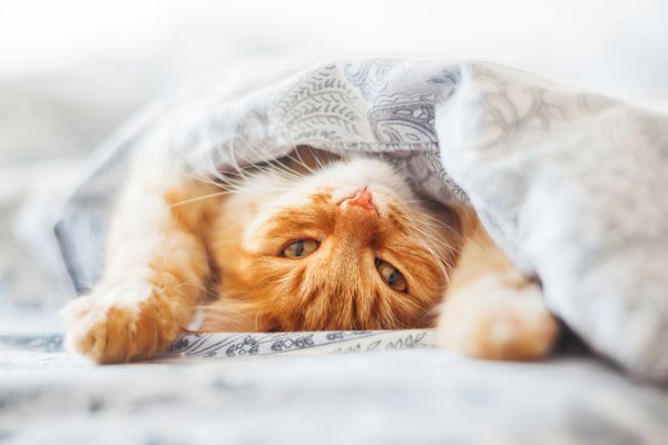 گربه زنجبیلی ناز در رختخواب زیر پتو دراز کشیده است حیوان خانگی کرکی به راحتی به خواب می رود پس زمینه خانه دنج با حیوان خانگی خنده دار