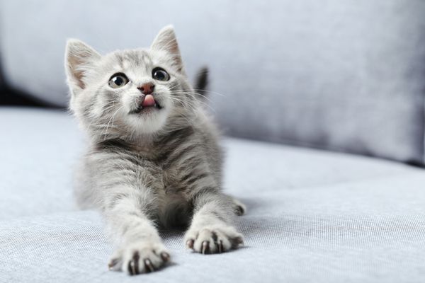 گربه کوچک زیبا روی مبل خاکستری