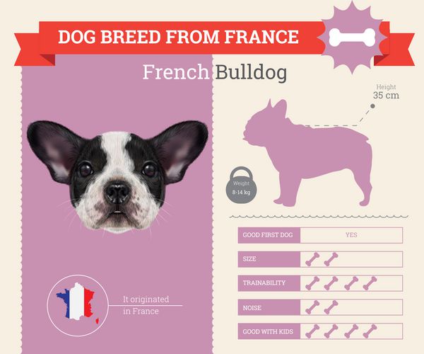 اینفوگرافیک وکتور نژاد سگ بولداگ فرانسوی